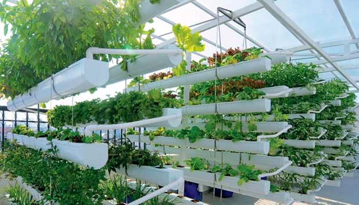 Lợi ích của việc trồng rau trên sân thượng có mái che