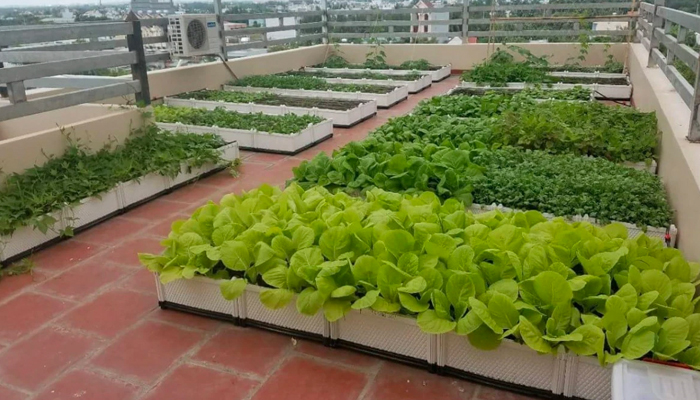 trồng rau trên sân thượng có mái che