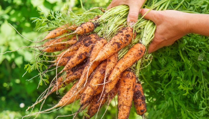 Cà rốt - Loại củ dễ trồng và cho năng suất cao