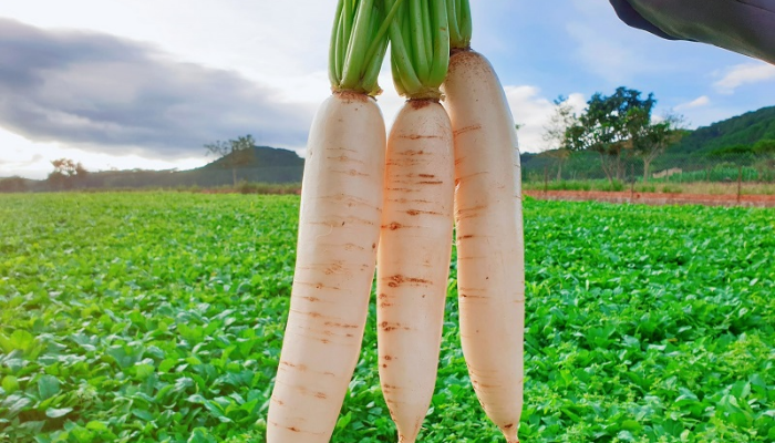 Củ cải trắng - Loại củ dễ trồng đem lại giá trị kinh tế cao