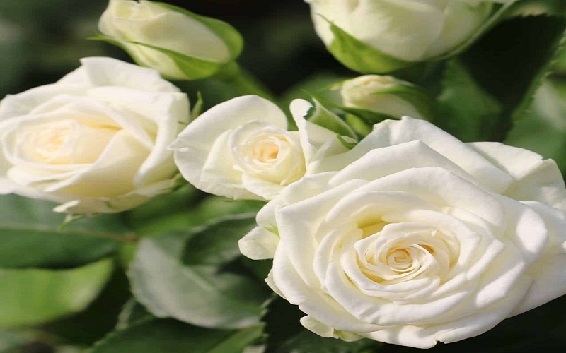 Hoa hồng trắng chia buồn