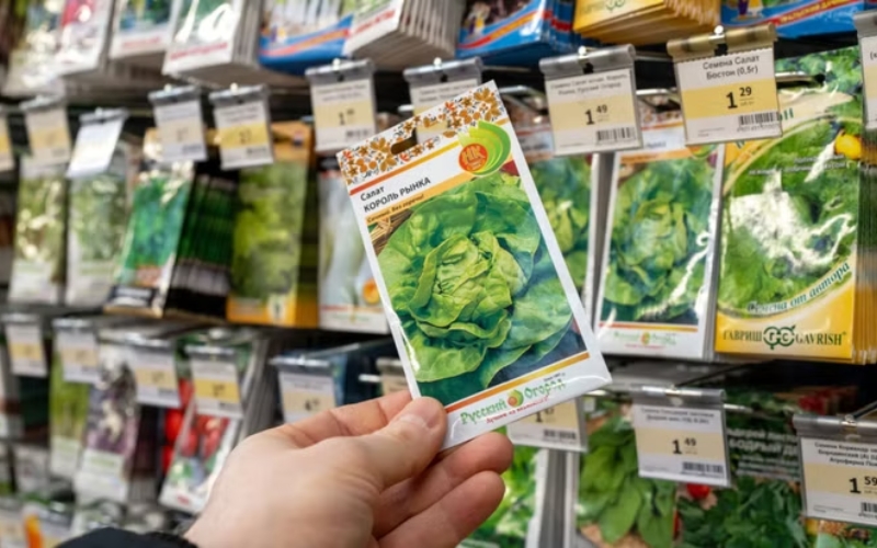 Siêu thị hạt giống Hà Nội DTSeeds