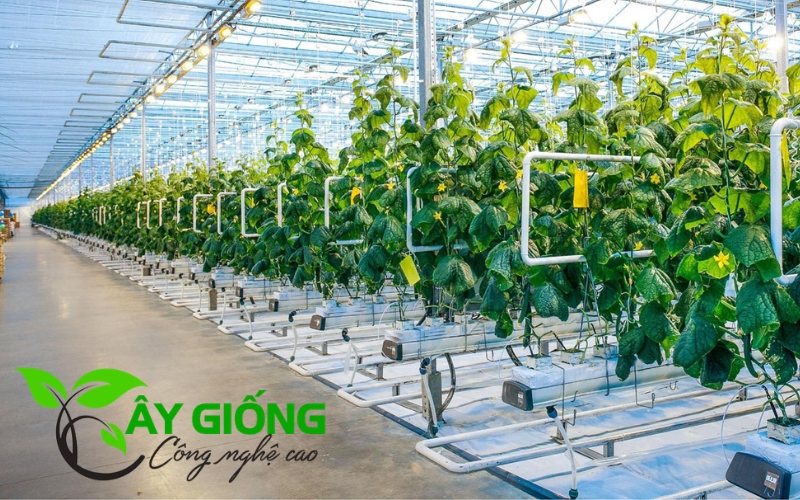 Trung tâm Giống cây trồng Công nghệ cao Việt Nam